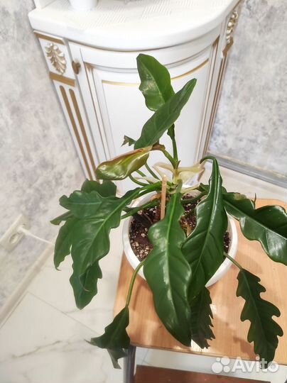 Комнатные цветы