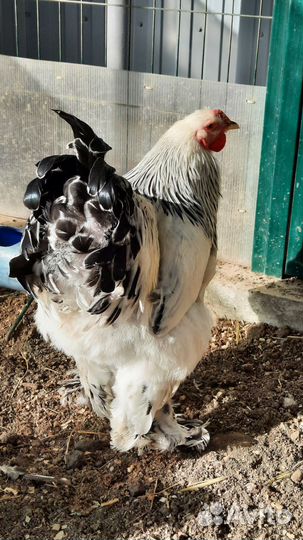 Брама светлая Колумбийская(куры, цыплята, ия)