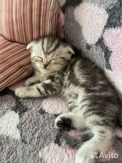 Шотландская