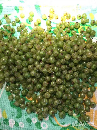 Черная смородина зеленоплодная Изумрудное ожерелье