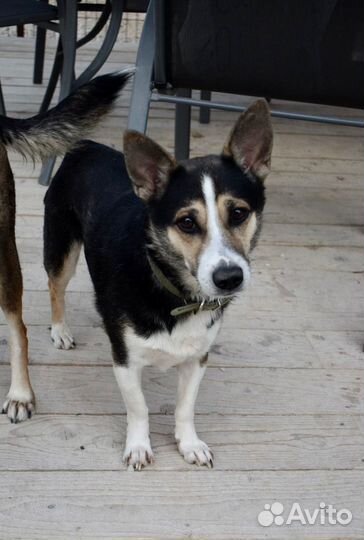 Собака мальчик Каспер 3 года