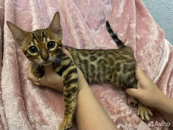 Бенгальская кошка