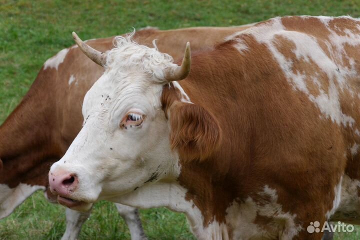 Коровы молодняк хряки на мясо оптом