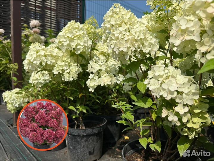 Гортензия метельчатая 