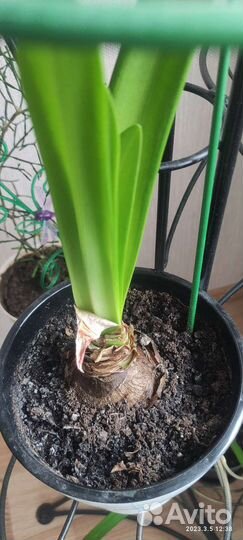 Гиппеаструм