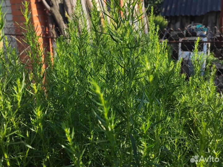 Эстрагон, зелень