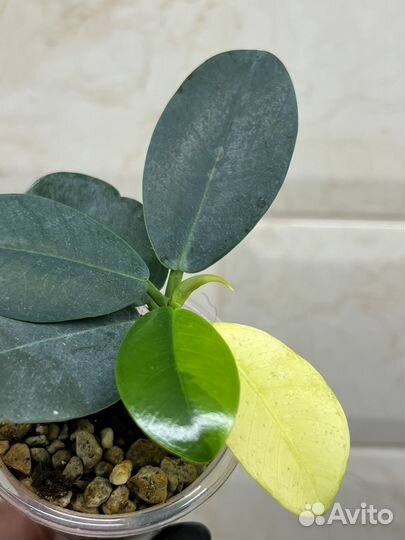 Фикус формоза вариегатный