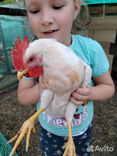 Продам петуха