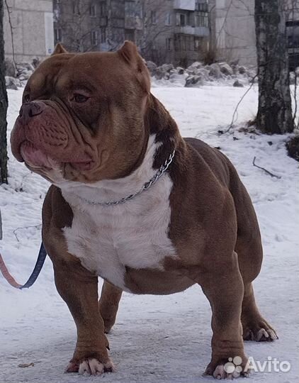 Микропокет американский булли