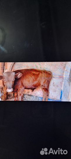 Один бычок один телка