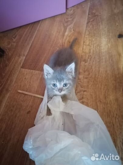 Пушистое сокровище