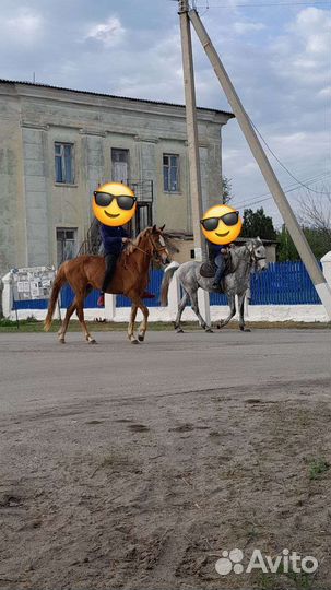 Продам кобылу