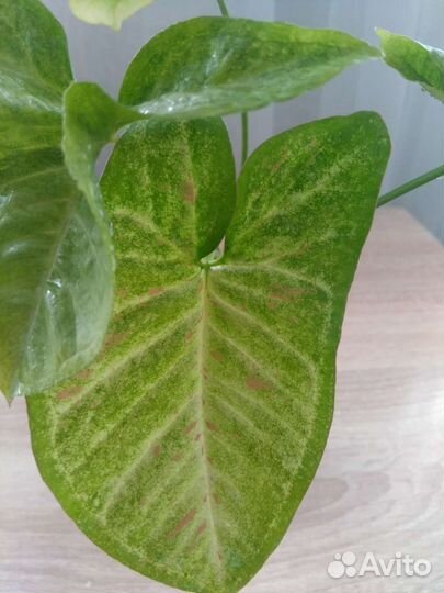 Сингониум милк конфетти