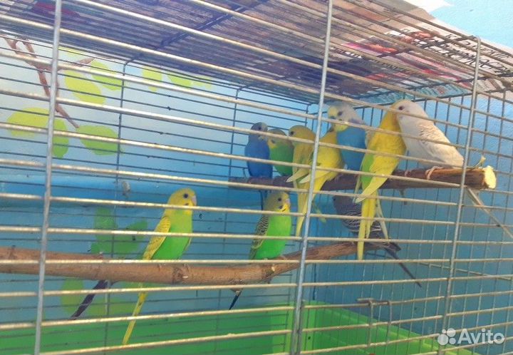 Волнистый попугай