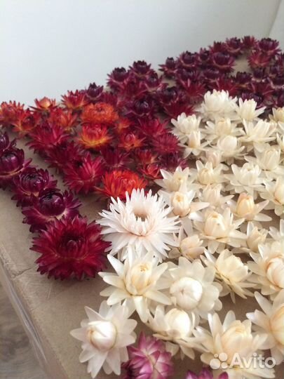 Гелихризум свежий урожай