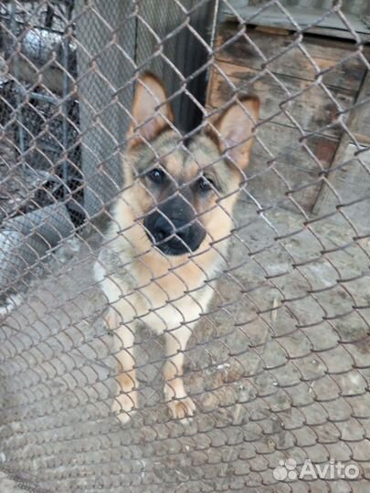 Немецкая овчарка бесплатно