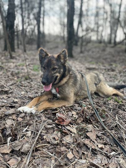 Собака небольшая Тиша в дар