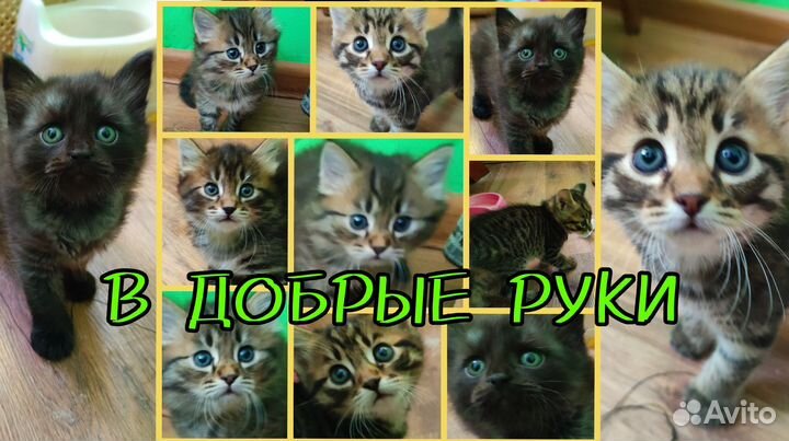 Котята в добрые руки