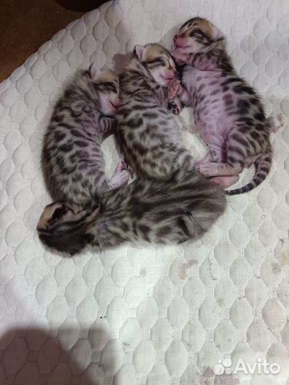 Бенгальские котята