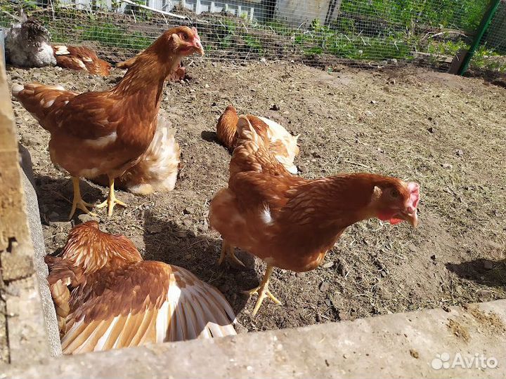 Домашние куриные яйца