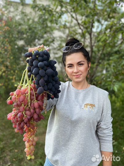 Саженцы винограда