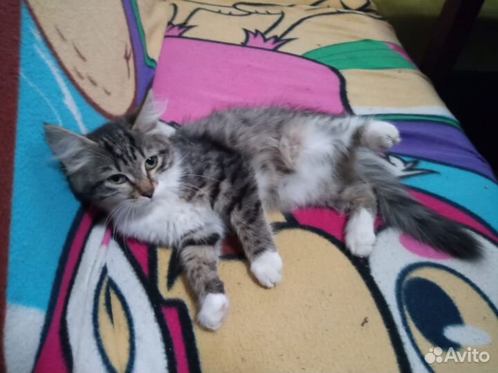 Котик в добрые руки