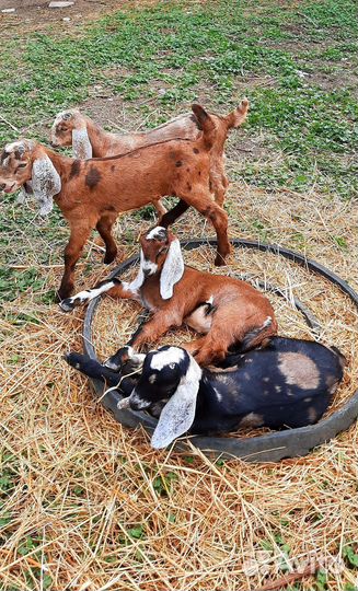 Англо нубийские козлики