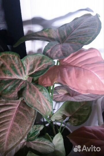 Пеларгония