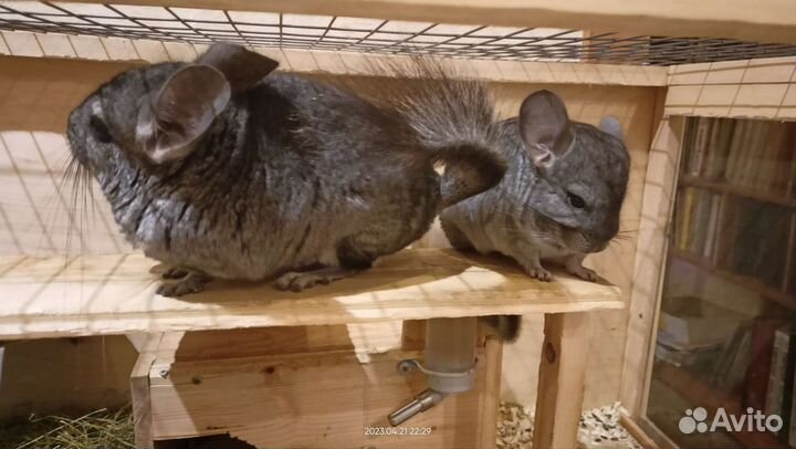 Шиншилла 2 месяца ручная
