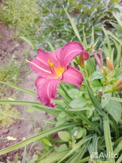 Лилейники сортовые