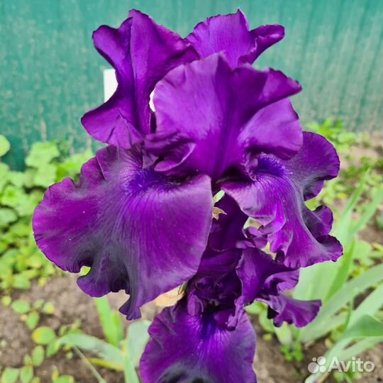 Ирисы бородатые