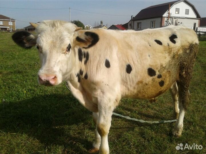 Быки и телки