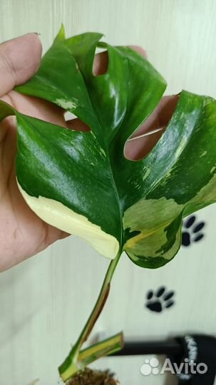 Рафидофора тетрасперма вариегатная