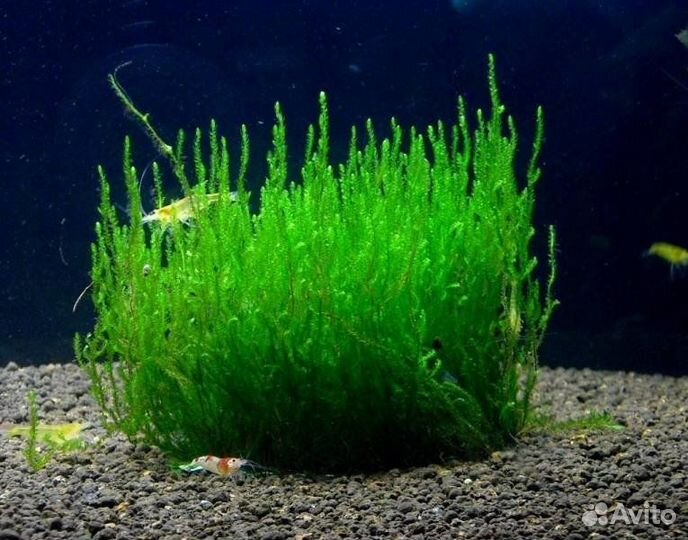 Мох пламя (Taxiphyllum sp., англ. Flame Moss)