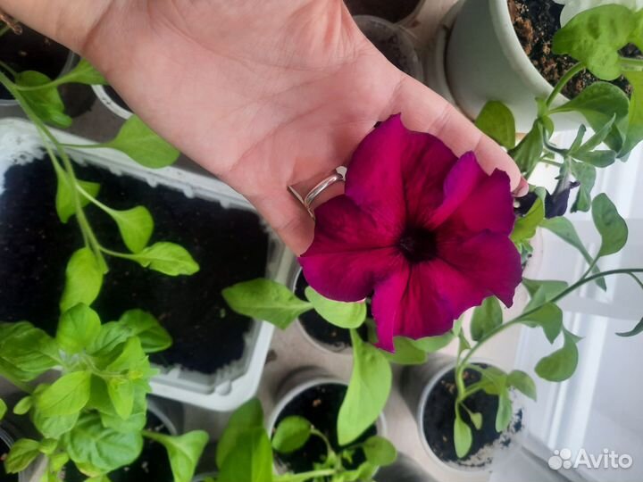 Петуния супер каскад белая и бургунди