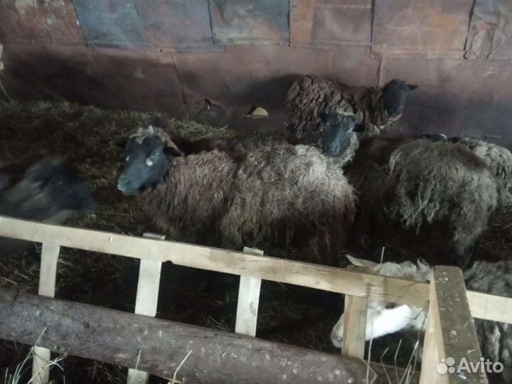 Овцы бараны козы