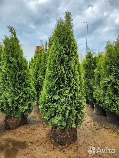 Туя смарагд 160-180 см