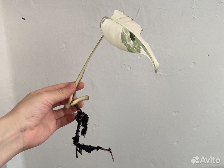Монстера вариегатная альба черенки