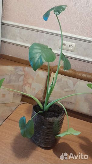 Комнатные цветы