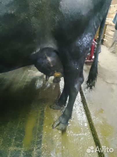 Коровы дойные молочные