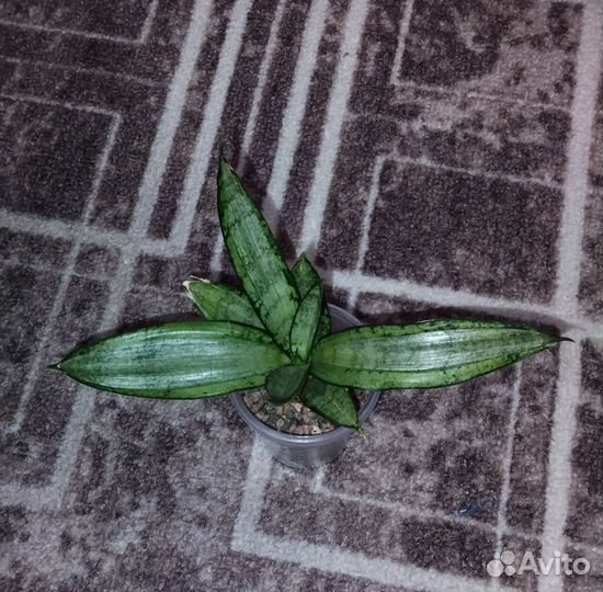 Сортовая сансевиерия Старбëрст(Starburst)