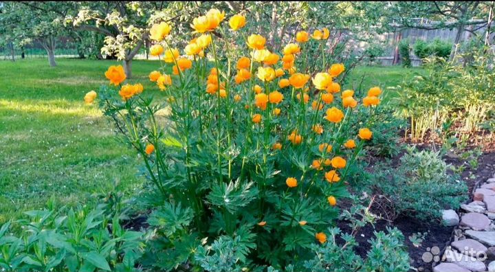 Купальница(жарки)