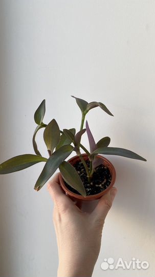 Комнатные цветы