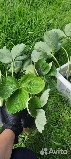 Клубника, саженцы