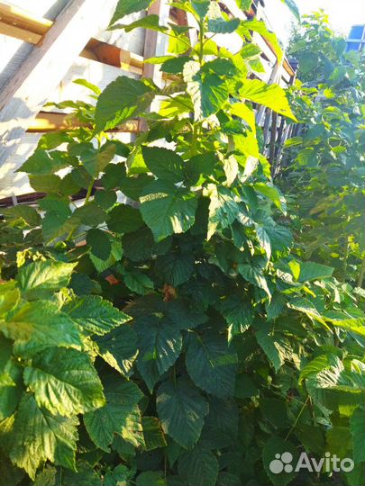 Малина Таруса (малиновое дерево)