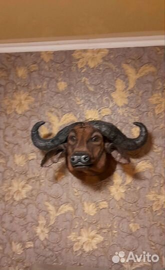 Бар - трофей- буйвол