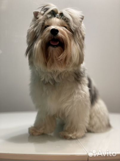 Вязка бивер йорк