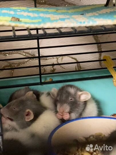 Крысята