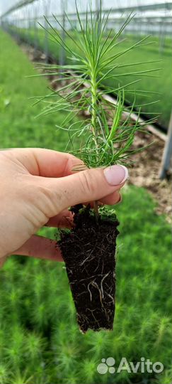 Саженцы ели европейской окс