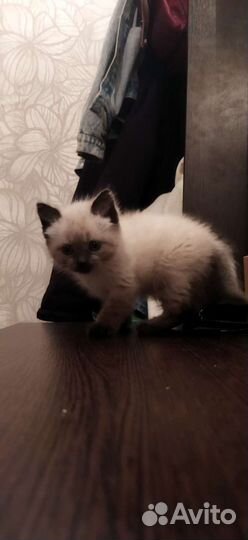 Сиамские котята
